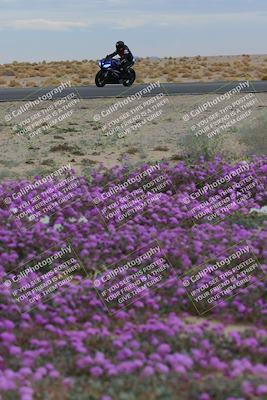 media/Jan-14-2023-SoCal Trackdays (Sat) [[497694156f]]/Turn 14 Exit Bloomig (145pm)/